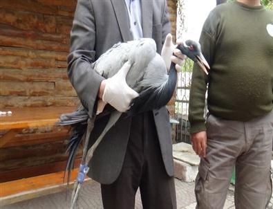 Telli Turna Protez Bacakla Ayaklanacak