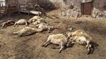 Aç Kurtlar Duvarı Aşıp Avludaki Koyunlara Saldırdı