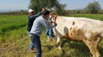 BÜYÜKBAŞ HAYVANLAR - Kilis’te, Büyükbaş Hayvanlara Çiçek Aşısı Yapılıyor