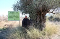 ÇEVRE VE ORMAN BAKANLıĞı - 1300 Yıllık Zeytin Ağacı Kaderine Terk Edildi