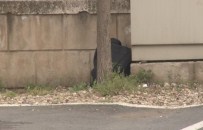 EMNIYET ŞERIDI - Dolmabahçe’de Şüpheli Çanta Paniği