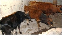 Küre’de Şap Aşısı Sona Erdi