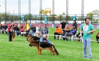 ÇOBAN KÖPEĞİ - Alman Çoban Köpekleri Nilüfer’de Yarıştı