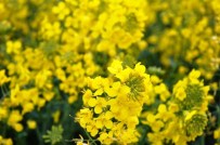 Tekirdağ, Türkiye’nin Kanola Ambarı