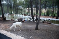 GAZİANTEP HAYVANAT BAHÇESİ - Türkiye’nin İlk Safari Parkı’na Ziyaretçi Rekoru