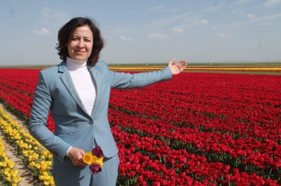 Türkiye’nin Laleleri Burada Yetiştiriliyor