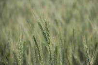 Buğday Başakları Dört Dörtlük