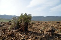 NECDET ÖZDEMIR - Burdur'da 'Lavanta Deresi Projesi'