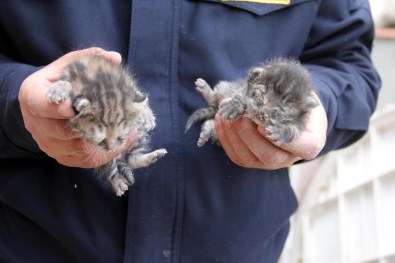 Depoda Sıkışan Kedi Yavrularını İtfaiye Kurtardı