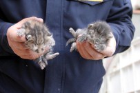 ERTUĞRUL TANRıKULU - Depoda Sıkışan Kedi Yavrularını İtfaiye Kurtardı