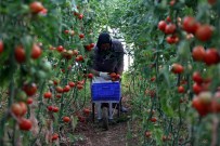 DOMATES FİYATI - Fethiye'nin 'Kırmızı Altını' Çiftçinin Yüzünü Güldürdü