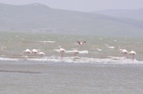 ERÇEK GÖLÜ - Flamingolar Van’a Geldi