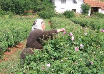 Gül Üreticisine 16 TL Destek