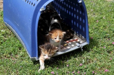 İzmir'in Minik Kedileri Yuva Arıyor