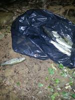 İSMAIL ŞAHIN - Balık Hırsızları Suçüstü Yakalandı