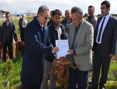 Damızlık Koç Dağıtım Töreni Yapıldı