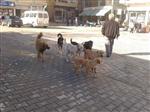 MUZAFFER ŞIMŞEK - Erfelek'te Başıboş Köpek Tedirginliği