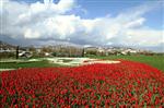 LALE FESTİVALİ - Lale Festivali, Pazar Günü Sekapark’ta