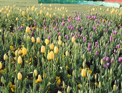 Samsun’da Lale Zamanı