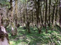 KİMYASAL GÜBRE - Çamlıhemşin'deki Şimşir Ormanı Kuruyor