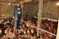ORGANİK YUMURTA - Çiftliğinde Organik Yumurta Üretiyor