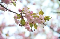 DİKMEN VADİSİ - Dikmen Vadisi Çiçek Açtı