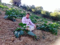 YAKUPLAR - Pazarlar'da Çerezlik Kabak Üretimi Artıyor