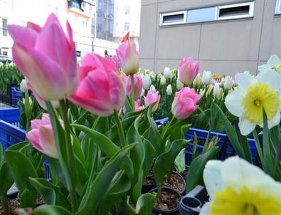 Kartal’da Lale Zamanı