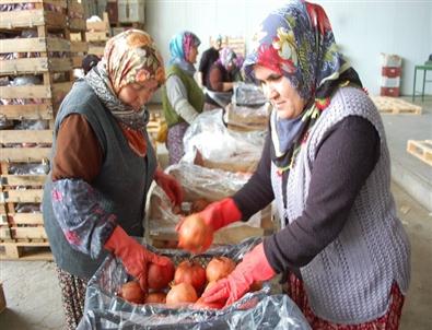 Silifke’den İrak’a Nar İhracatı