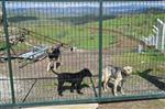 SOKAK KÖPEKLERİ - Sındırgı Belediyesi Köpek Barınağı İnşa Etti