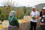 FıNDıKPıNARı - Başkan Tarhan, Limon Yetiştiricileriyle Bir Araya Geldi