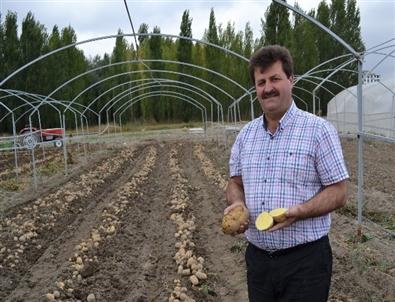 Milli Patates Çeşitleri Tescillendi