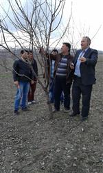 ÇORUH - Çiftçilere Uygulamalı Budama Eğitimi