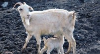 SİGORTA PRİMİ - Anaç Koyun Keçi Destekleri Ödeniyor