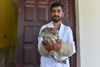 YABANİ HAYVANLAR - Avcıların Yaraladığı Yabani Kuşlar, Tedavilerinin Ardından Doğaya Bırakıldı