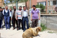 ELEKTRİK ABONELİĞİ - EDAŞ Müdürünün Tayinini Kurban Keserek Kutladılar