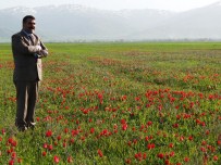 MUŞ OVASI - Korkut'ta Lale Festivali Düzenlenecek