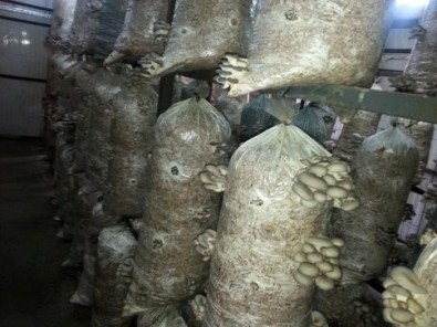 Sakarya'da Kayın Mantarı Yaygınlaşıyor