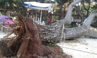 70 Yıllık Çam Ağacı Devrildi
