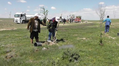 Kulu'da Fidan Dikimi
