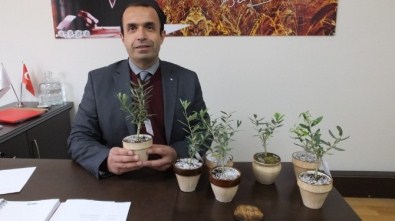 Burhaniye'de Annelere Çiçek Yerine Zeytin Ağacı Hediye Edildi