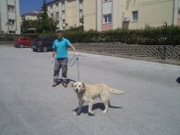 Ekipler Günde 30 Köpek Topluyor