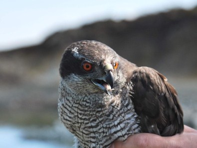 Tokat'ta Tedavisi Tamamlanan Kuşlar Doğaya Bırakıldı