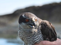 Tokat'ta Tedavisi Tamamlanan Kuşlar Doğaya Bırakıldı Haberi