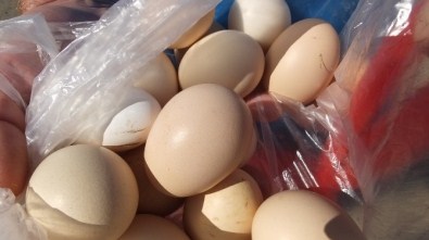 Burhaniye'de Organik Yumurta İlgi Gördü