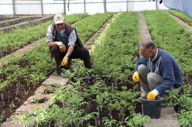 Elazığ, Malatya Ve Bingöl'de 2015'Te Aşılı Ceviz Fidanı 5 Kat Artacak