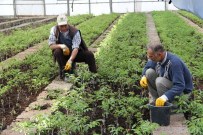 ZIYA POLAT - Elazığ, Malatya Ve Bingöl'de 2015'Te Aşılı Ceviz Fidanı 5 Kat Artacak