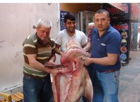BALIK PAZARI - Mersinli Balıkçıların Ağına 400 Kiloluk Köpek Balığı Takıldı