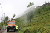 İMDAT SÜTLÜOĞLU - Rize'de Çay Üretiminde Organiğe Geçiş Hızla Devam Ediyor