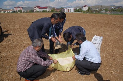 Kahramanmaraş'ta 'Kinoa'Denemesi